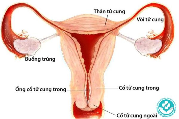 Cấu tạo của cổ tử cung