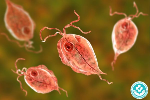 Bệnh Trichomonas vaginalis