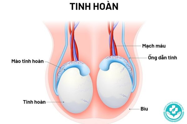 Nhóm bệnh tinh hoàn mà nam giới thường gặp