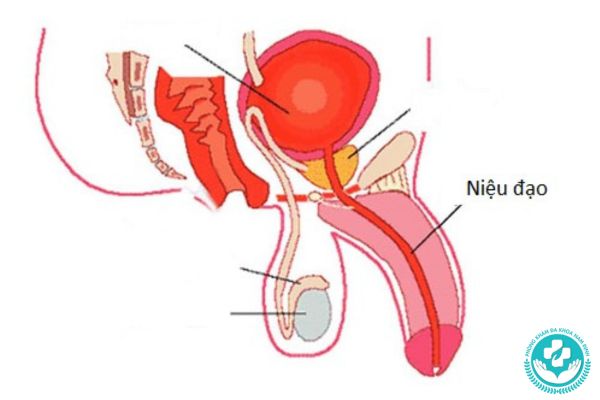 Nhóm bệnh niệu đạo mà nam giới thường gặp
