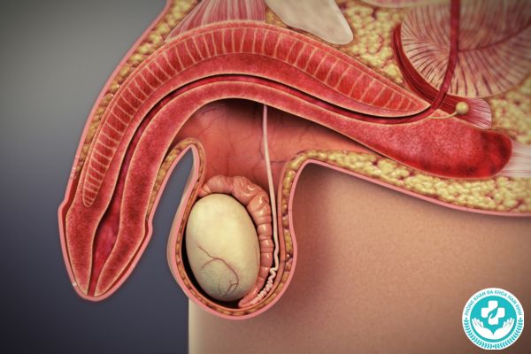 Nhóm bệnh rối loạn chức năng tình dục mà nam giới thường gặp