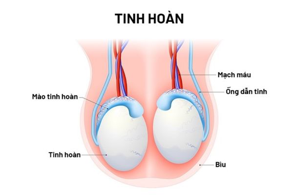 Tinh hoàn là gì?