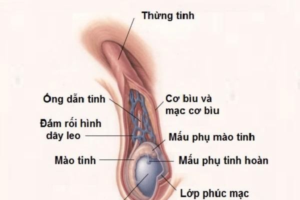 Cấu tạo của tinh hoàn
