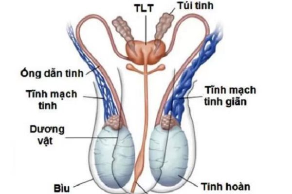 Tinh hoàn tạo ra tinh trùng như thế nào?